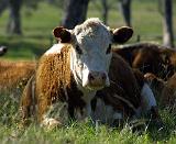 Cow 9P27D-29
